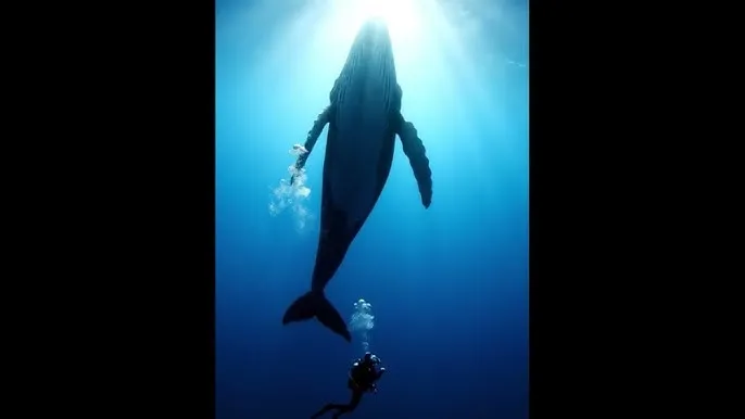 天美传媒在线观看一线二线 - 深蓝星球：探索海洋深处的未知世界